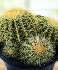 Golden Barrel Cactus