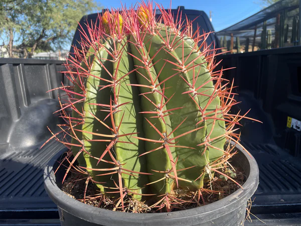 Ferocactus Pringlei