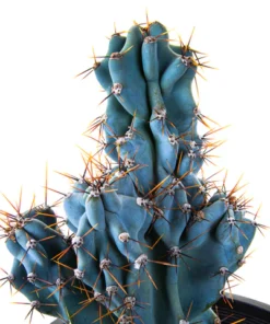 Curiosity Cactus