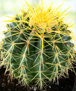 Golden Barrel Cactus