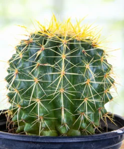 Golden Barrel Cactus