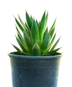 Agave 'Blue Glow'