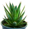 Agave 'Blue Glow'