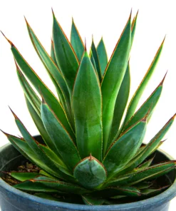 Agave 'Blue Glow'