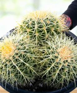 Golden Barrel Cactus