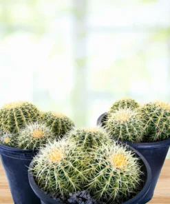 Golden Barrel Cactus