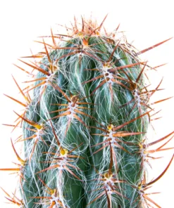 Old Man of the Andes