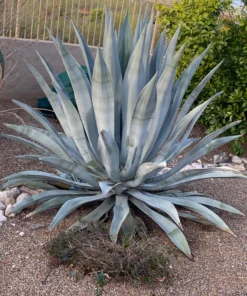 Agave Franzosinii