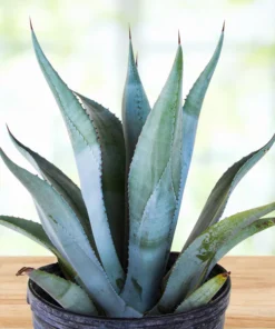 Agave Franzosinii