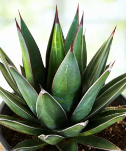 Arizona Smiles Agave