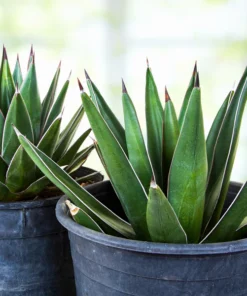 Arizona Smiles Agave