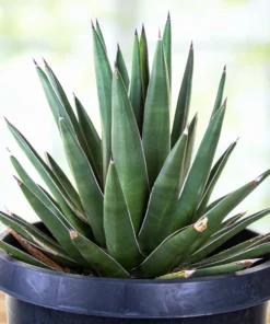 Arizona Smiles Agave