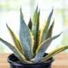 Agave Americana Variegata