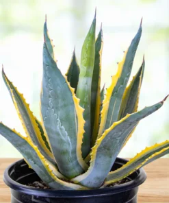 Agave Americana Variegata