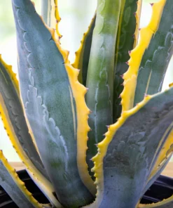 Agave Americana Variegata