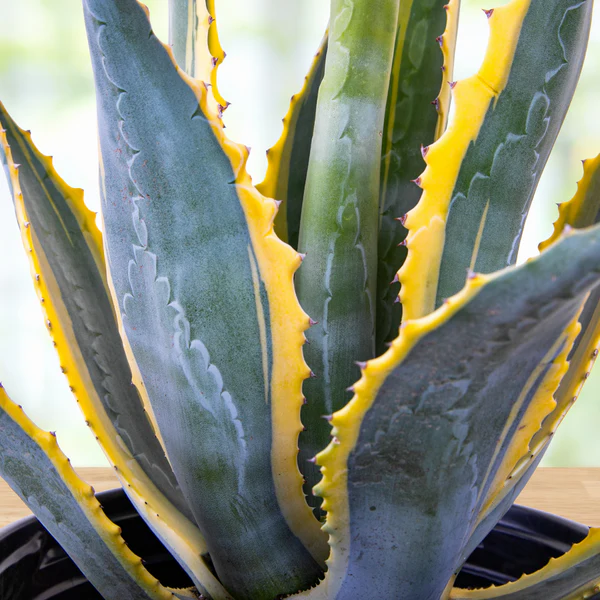 Agave Americana Variegata