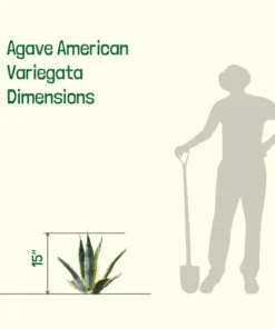 Agave Americana Variegata