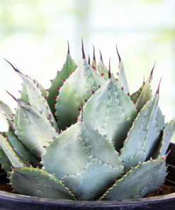 Agave Parryi Huachucensis
