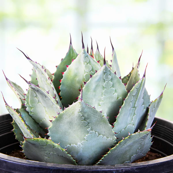 Agave Parryi Huachucensis