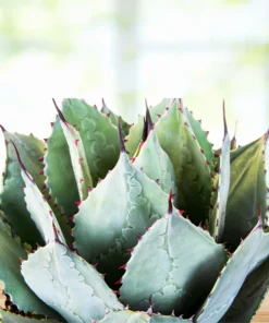 Agave Parryi Huachucensis