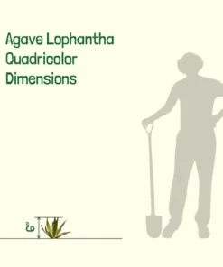 Agave Lophantha Quadricolor