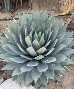 Agave Parryi Huachucensis