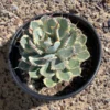 Agave Potatorum Kichiokhan Marginata