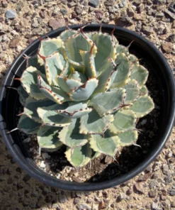 Agave Potatorum Kichiokhan Marginata