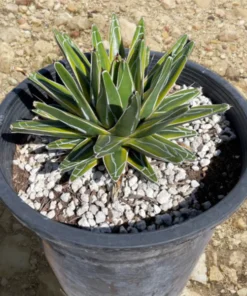 Variegated Queen Victoria Agave
