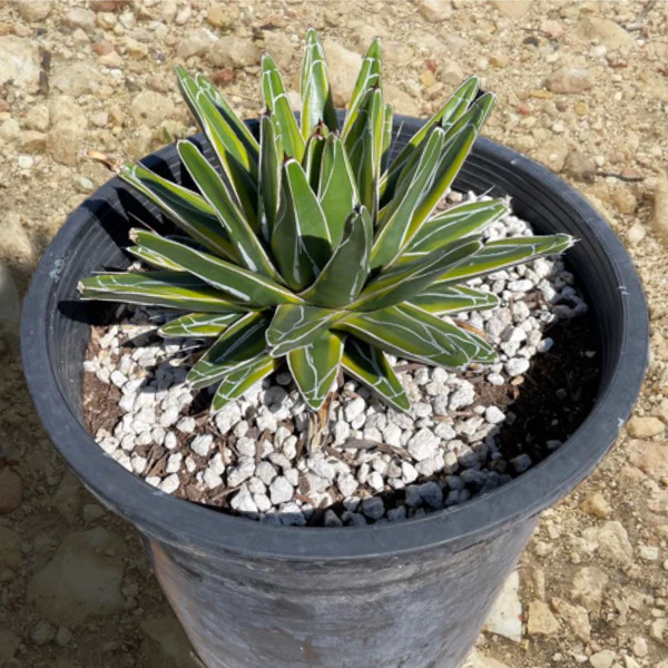 Variegated Queen Victoria Agave