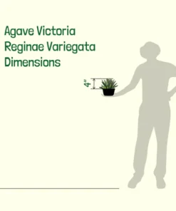 Variegated Queen Victoria Agave