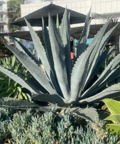 Agave Americana