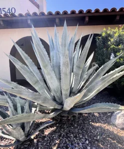 Agave Americana