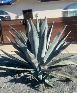 Agave Americana