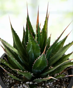 Agave Montana