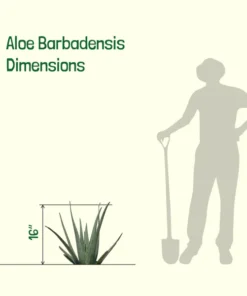 Aloe Barbadensis