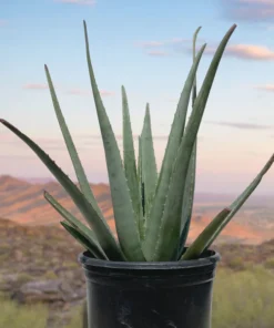 Aloe Barbadensis