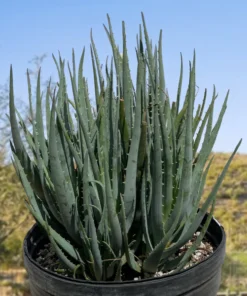 Aloe 