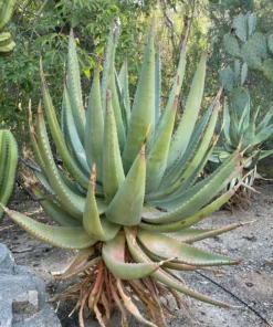 Aloe Ferox