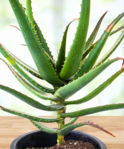 Aloe Cameronii