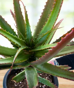 Aloe Cameronii