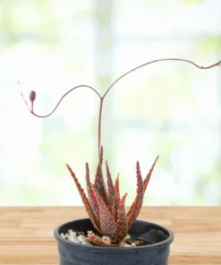 Aloe 'Christmas Carol'