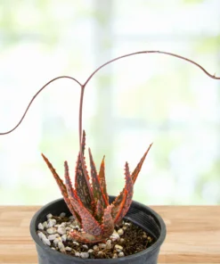 Aloe 'Christmas Carol'