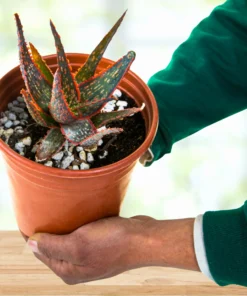 Aloe 'Christmas Carol'