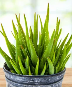 Aloe 'Crosby's Prolific'