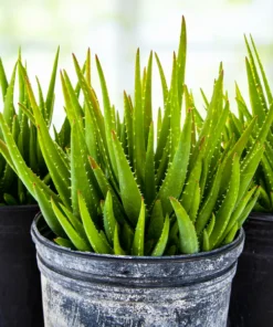 Aloe 'Crosby's Prolific'