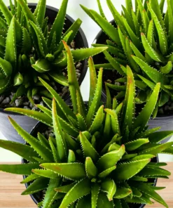 Aloe 'Crosby's Prolific'