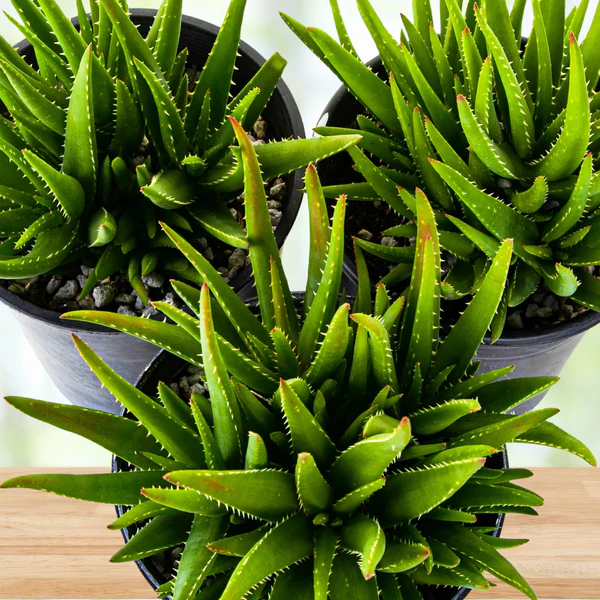 Aloe 'Crosby's Prolific'