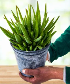 Aloe 'Crosby's Prolific'