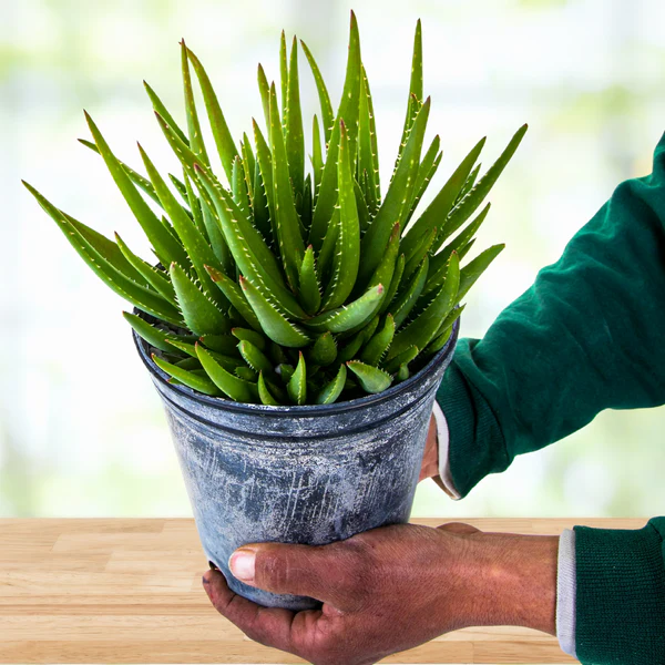 Aloe 'Crosby's Prolific'